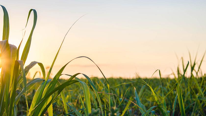 Bioenergía moderna conduce el crecimiento de todas las energías renovables a ...
